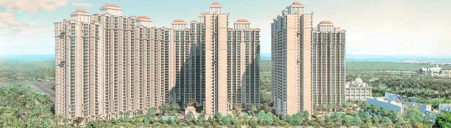Prateek Grand Begonia